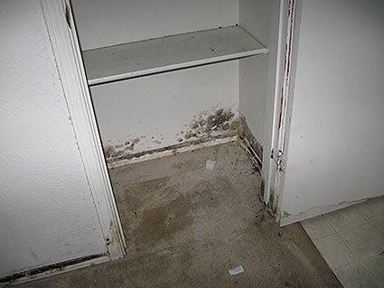 black lines of mold growing up from the carpet across the walls of a closet